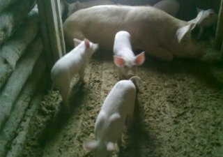 Сельхозпроизводителям Костромской области компенсируют часть затрат на приобретение кормов