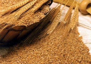 Новый завод по производству комбикормов будет запущен в Калининграде
