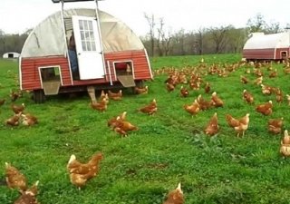 Дефицит яиц сократят семейные фермы