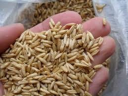 В ООО «Луч» выявлен факт нарушения правил использования семян