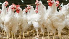 Российское птицеводство 2020: новые условия, новые задачи