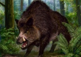 АЧС гуляет по Калужской, Новгородской и Псковской областям России