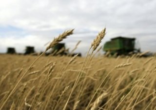 Сбору урожая в Украине мешают неразорвавшиеся боеприпасы