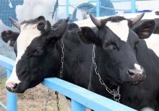 На Ставрополье состоится выставка племенных животных