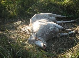 О результатах обследования скотомогильников на территории Инсарского района