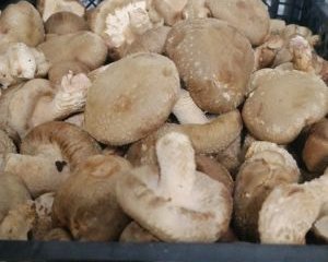 Свежие грибы шиитаке