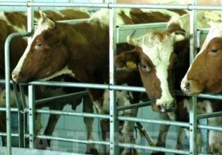 Чистюньские коровы на Алтае самые продуктивные