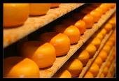Производители заменили в сыре более 85% молочного жира на растительный 