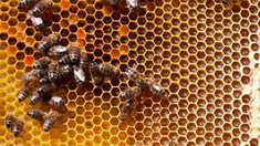 Пчеловоды России примут участие в салоне «Жизнь фермера 2019» на ВДНХ