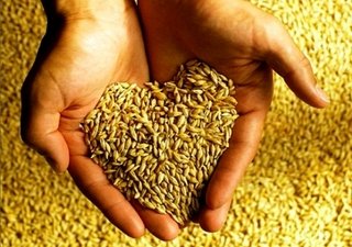 По причине засухи цены на зерно могут увеличится