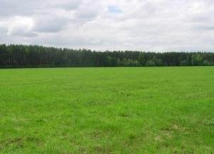 В ООО «АгроГард-Мордовия» не проводились систематические карантинные фитосанитарные обследования