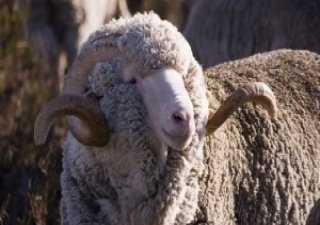 Новую породу овец вывели селекционеры-генетики из Ставропольского края