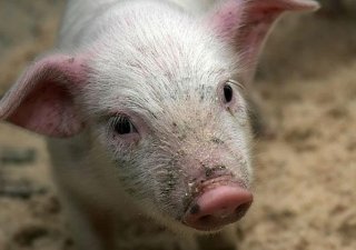Ведущая агрофирма Мурманской области намерена забить скот