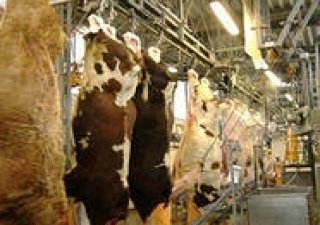 Минсельхоз Челябинской области проводит совещания по правилам убоя скота