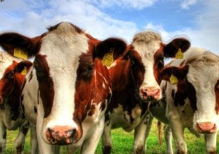 Евросоюз не выполняет требования безопасности поставок продукции