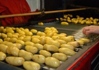 С 1-го июля Россия останется без европейского картофеля