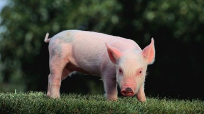 АЧС вынуждает польских производителей мяса искать новые рынки сбыта