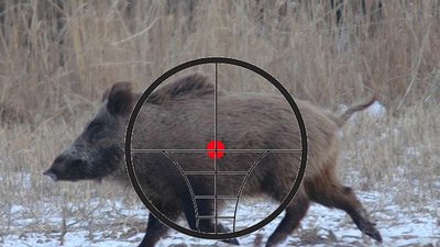 Германия: Это чудо, что у нас еще нет АЧС