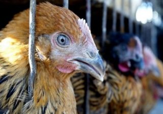 Обнаружен еще один вирус, убивающий птицу