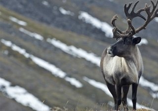 Впервые в России провели чипирование камчатских оленей