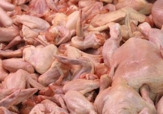 Алтайские птицефабрики мясного направления нарастили объемы производства