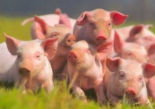 Россия за 9 месяцев нарастила поголовье свиней на 103%