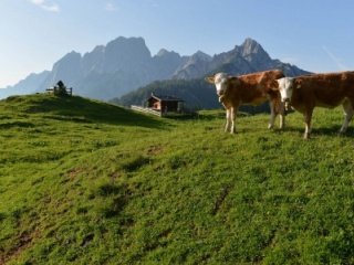 Энергетик спасет корову от болезней