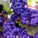 Азербайджан увеличит поставки продуктов в Россию