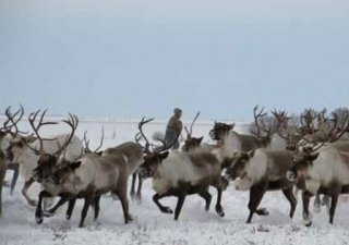 Чукотка обеспокоена снижающейся численностью оленей