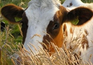 Сахалинские хозяйства будут закупать коров на Алтае