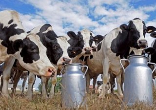 Молочная промышленность Кубани нуждается в единой стратегии развития
