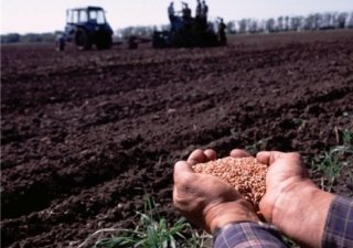 В России могут ввести обязательное агрострахование