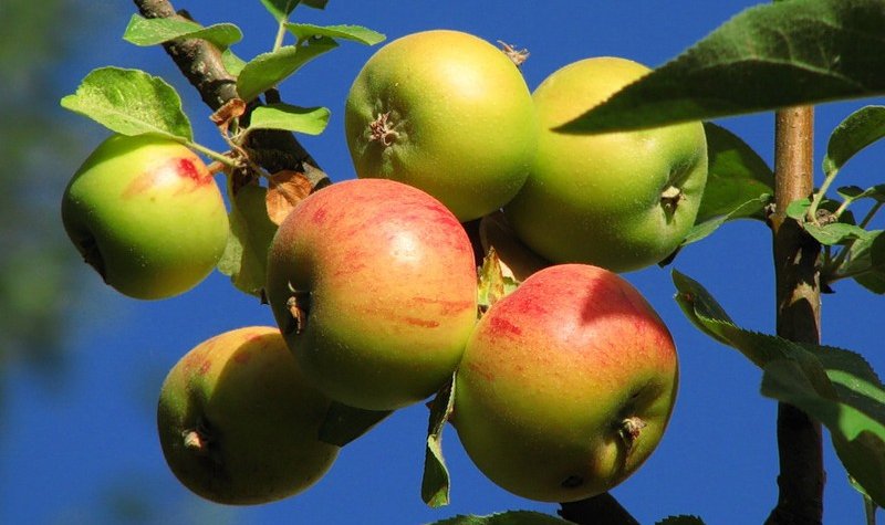 В Белгородской области выпускают «яблочные векселя»