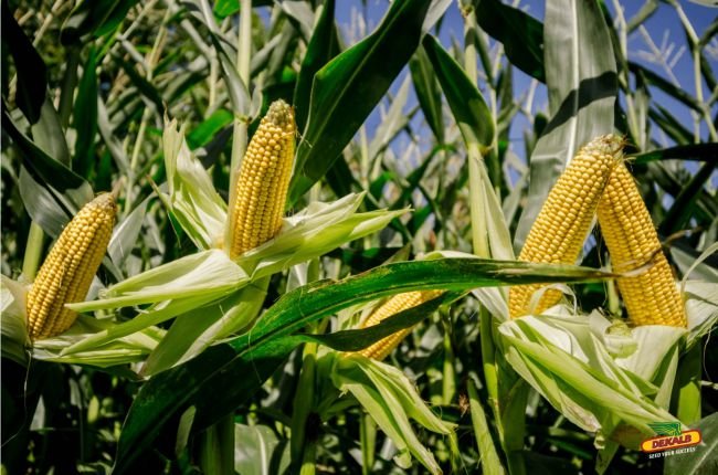 DEKALB расширил линейку новыми высокоурожайными гибридами кукурузы