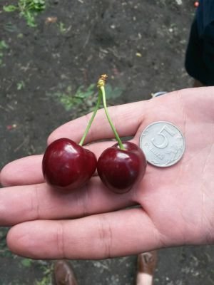 Черешня оптом 89996964161