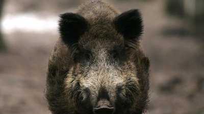 Еврокомиссия создала новую "зону угрозы" АЧС в Польше