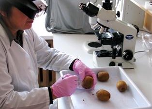 Четыре вида жизнеспособных карантинных объекта установлено в ходе фитосанитарного контроля