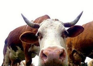 Тюменские проекты в АПК уникальны для России