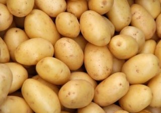 В Самарской области убрали весь картофель