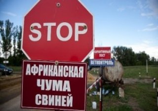 Скоро Российские ученые разработают вакцину против АЧС