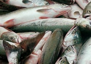 Экспорт морепродуктов получит поддержку с берега