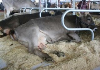 Молодых аграриев Пермского края созывают на международную выставку "АгроФерма"