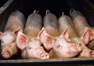 Оптовая стоимость живых свиней с начала года выросла более чем на 40%