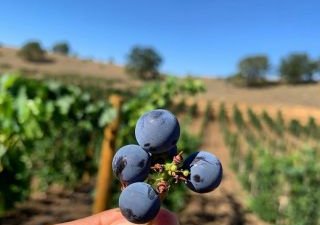 Сельхозпроизводителей приглашают на бесплатное обучение органическому сельскому хозяйству