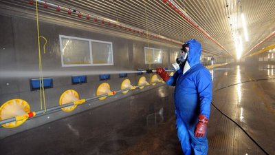 В Германии выявлена агрессивная форма птичьего гриппа