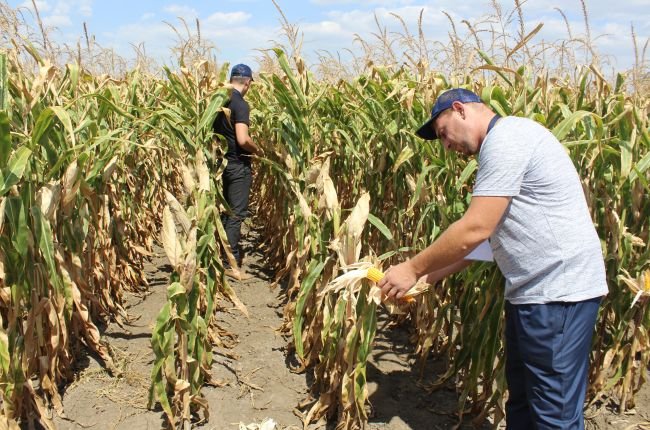 На «кукурузном» поприще: сколько кукурузы засеют в России?