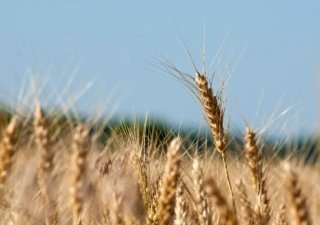 Цены на зерно растут во всех регионах России