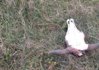 В двух районах Курской области отходы убоя скота закапывались в землю