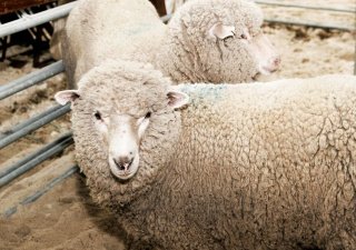 Продукция овцеводов Волгоградской области востребована на внешнем рынке