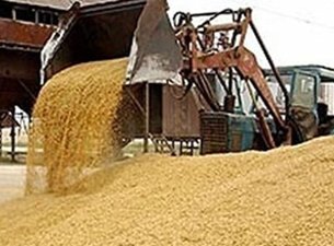 Египетский рынок нуждается в российском зерне